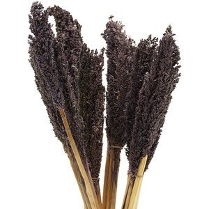 Vibrant Cantal Grass Bunch Dried Coloured Floral Decor - Black